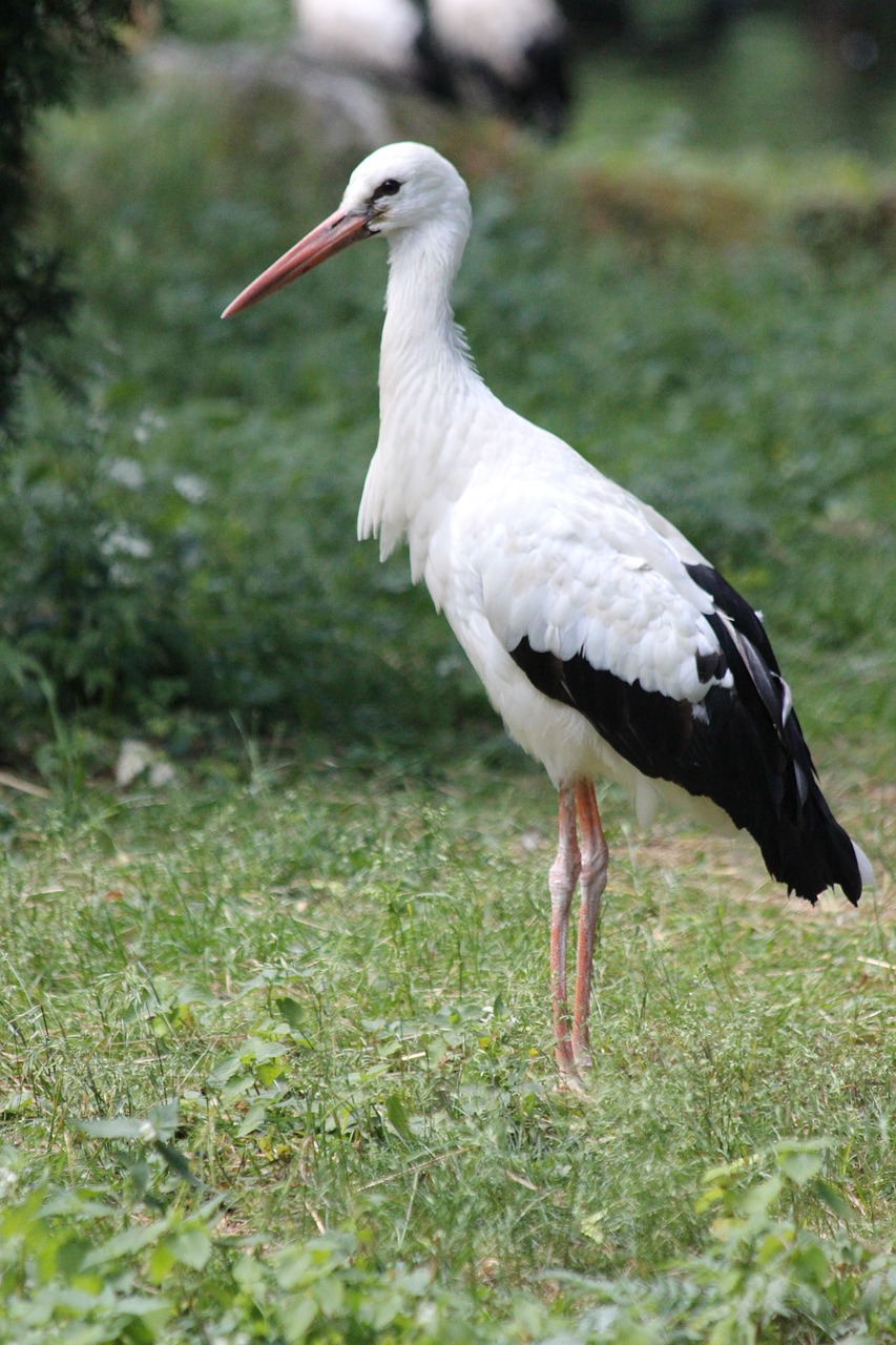 stork  bird  feathered race free photo