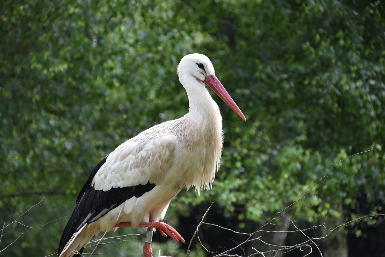 stork  animal  bird free photo