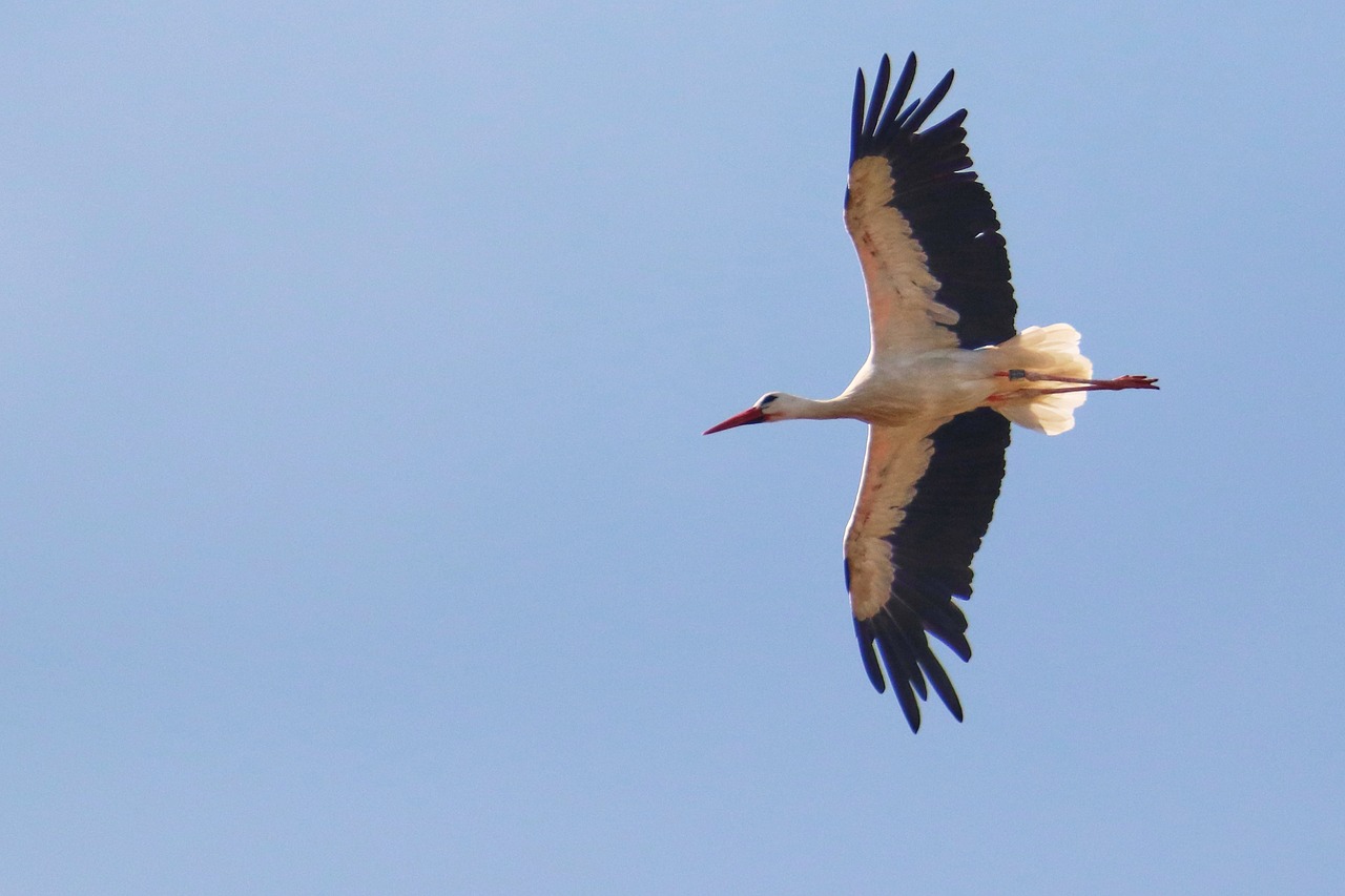 stork  flying  sky free photo