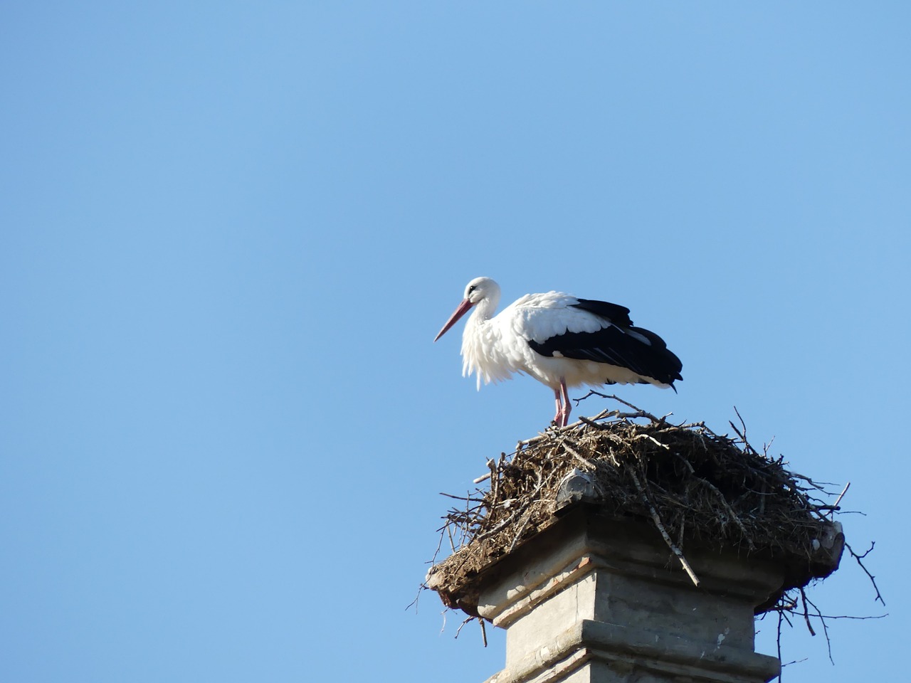 stork  fireplace  nest free photo