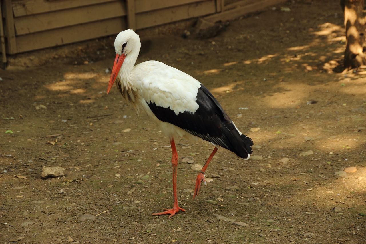 stork rattle stork bird free photo