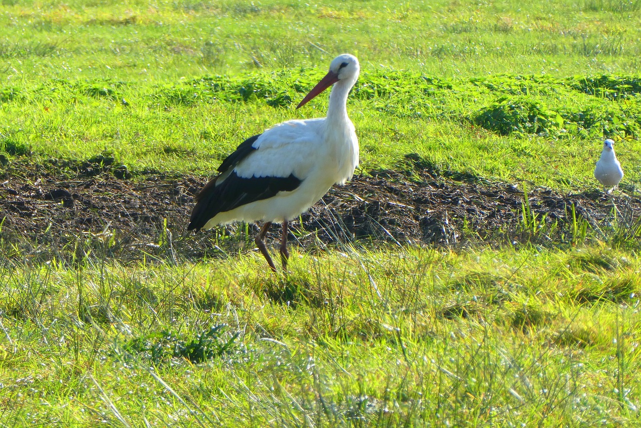 stork  grass  meadow free photo