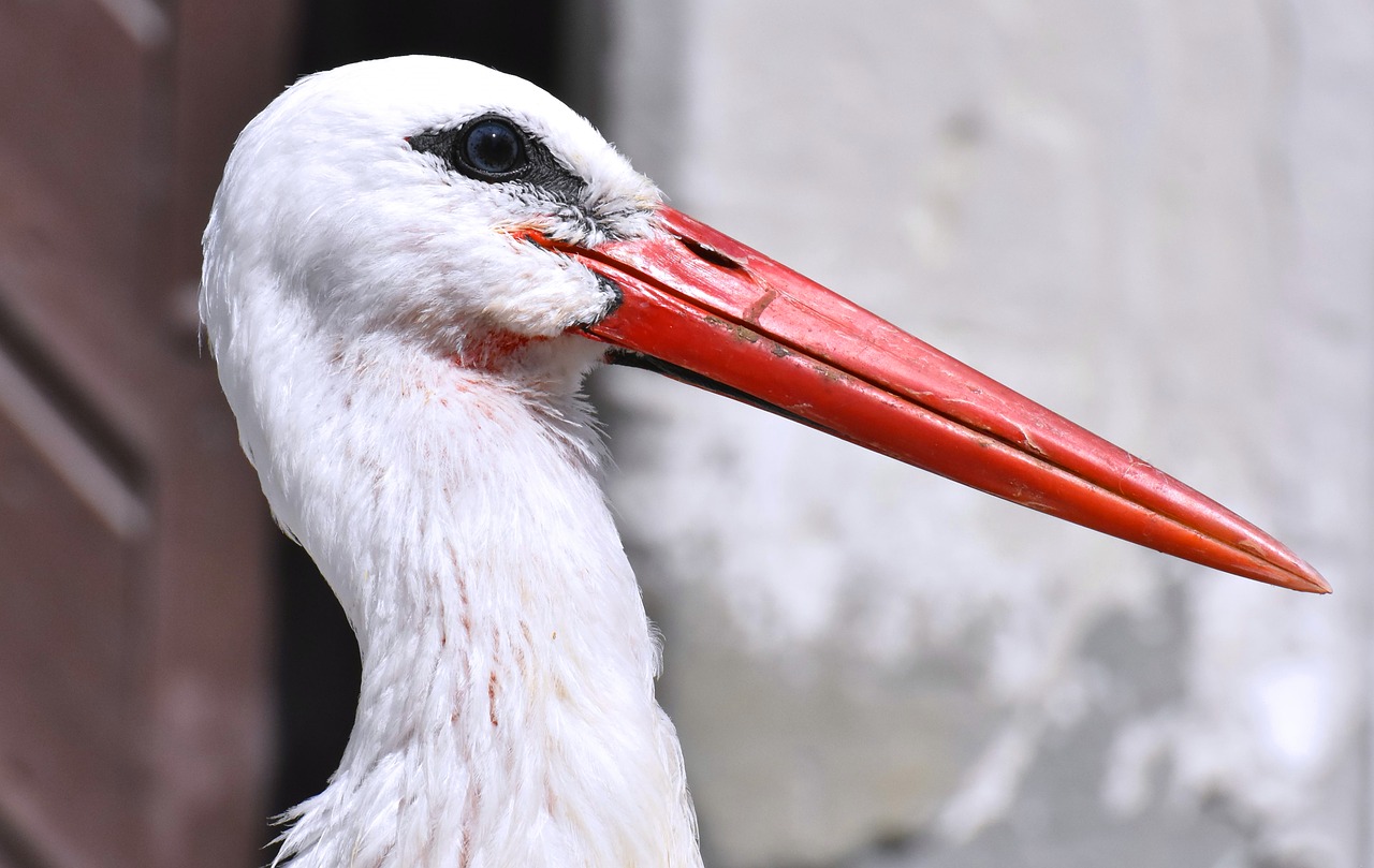 stork  wing  birds free photo