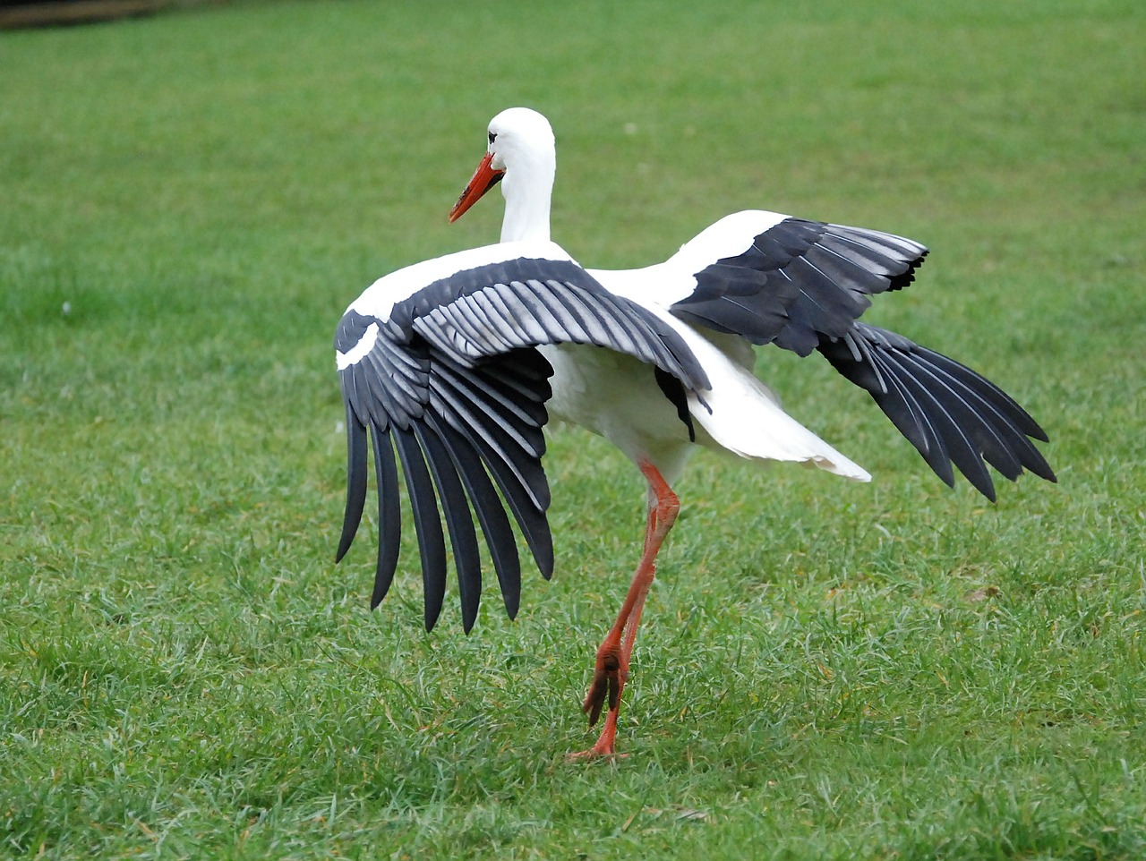 stork bill beak free photo