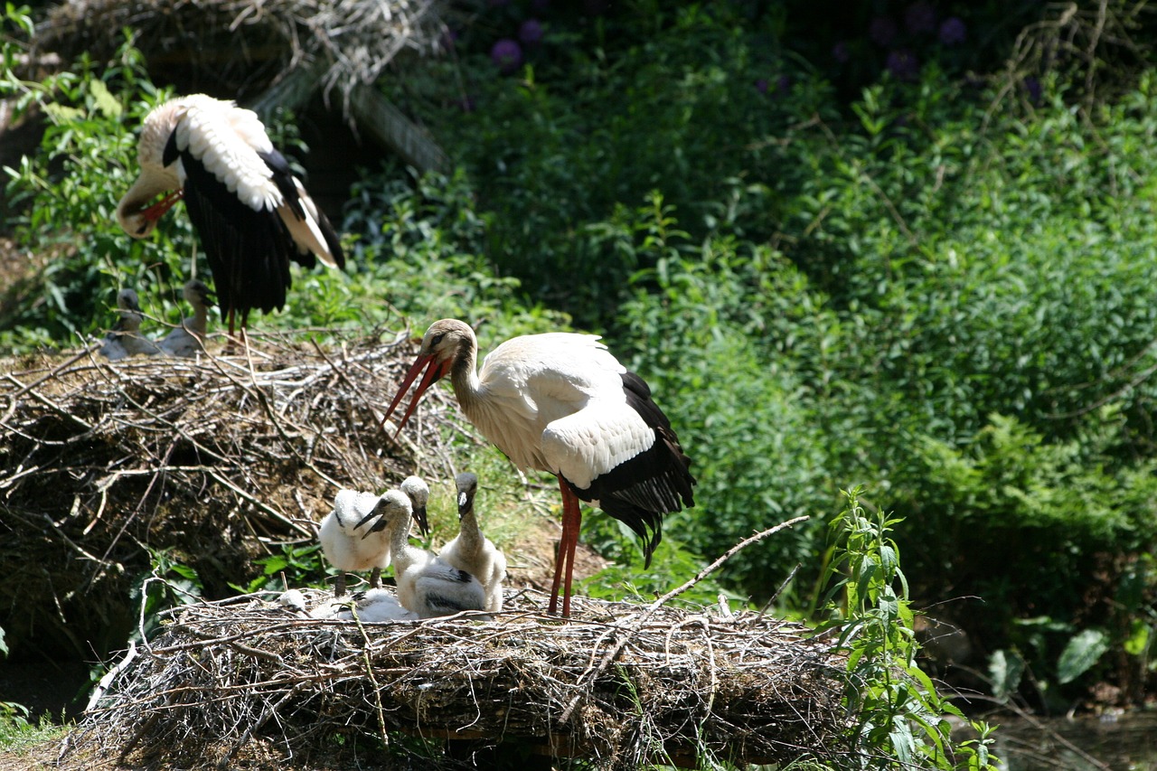 stork  storchennest  rattle stork free photo