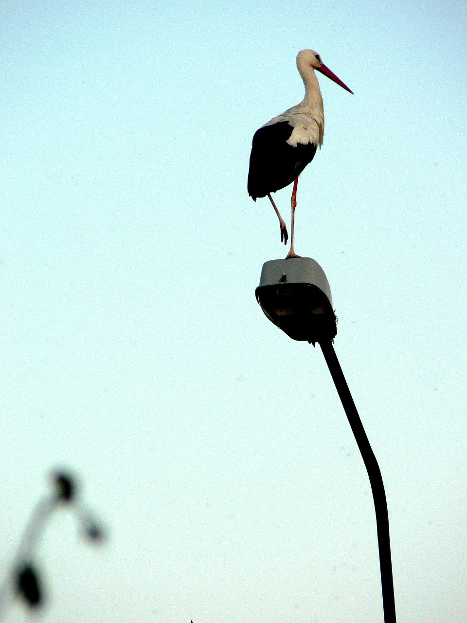stork masuria giby free photo