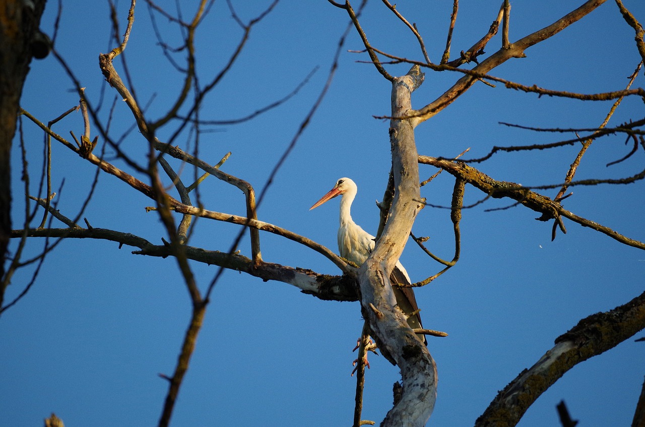 stork  tree  nature free photo