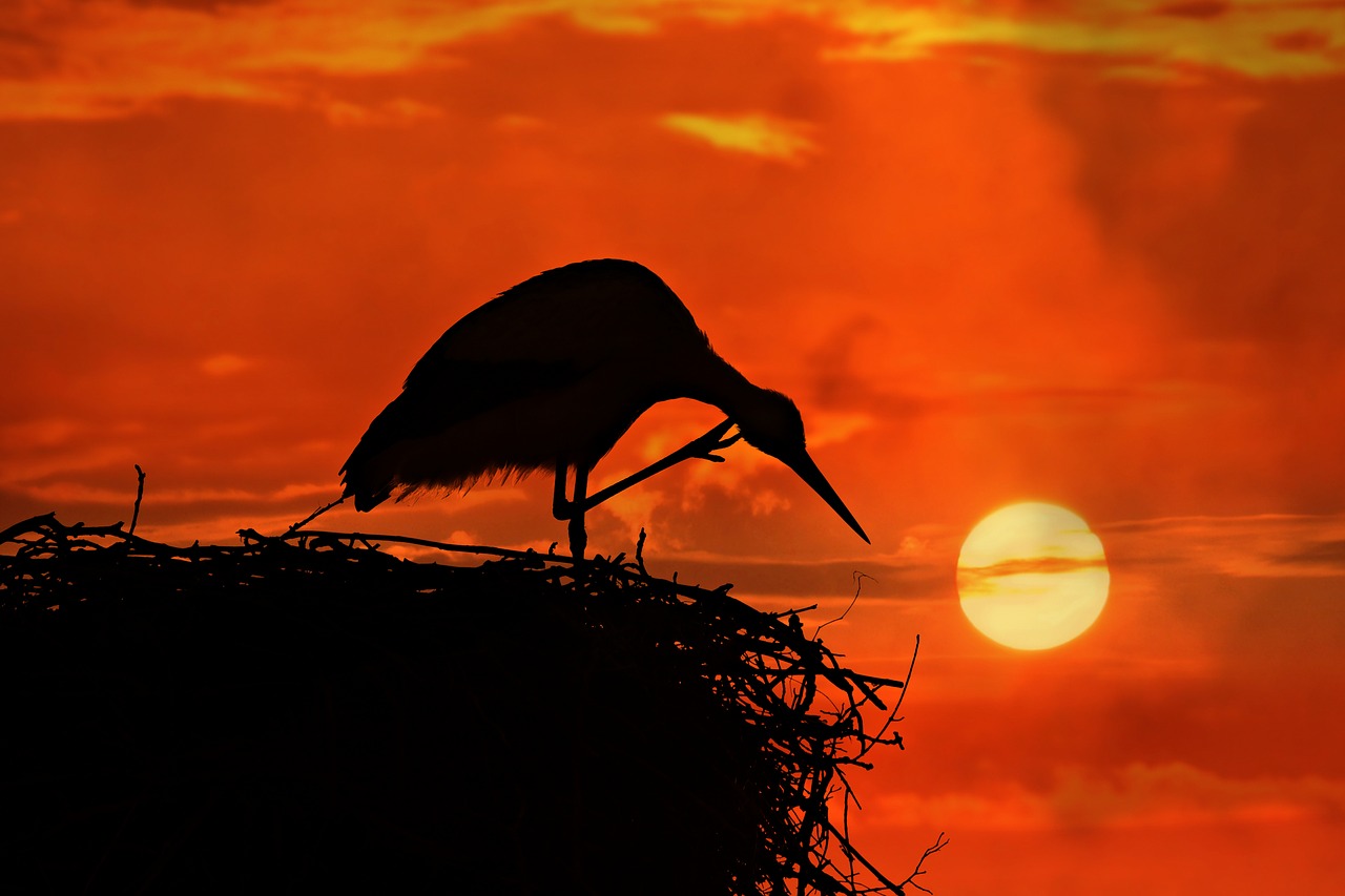 stork  bird  animal free photo