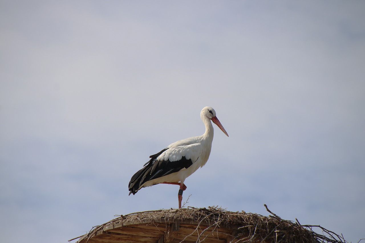 stork  bird  bird's nest free photo