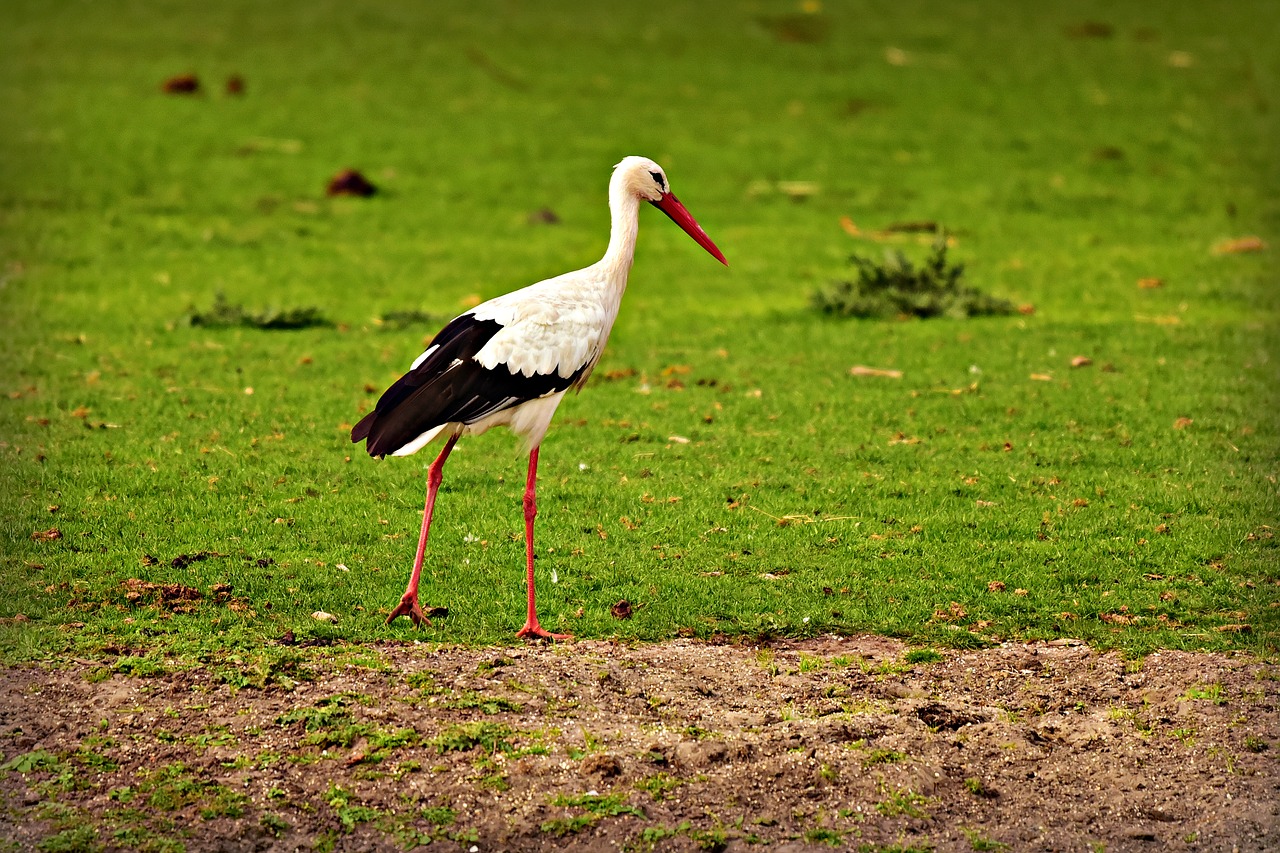 stork  bird  animal free photo