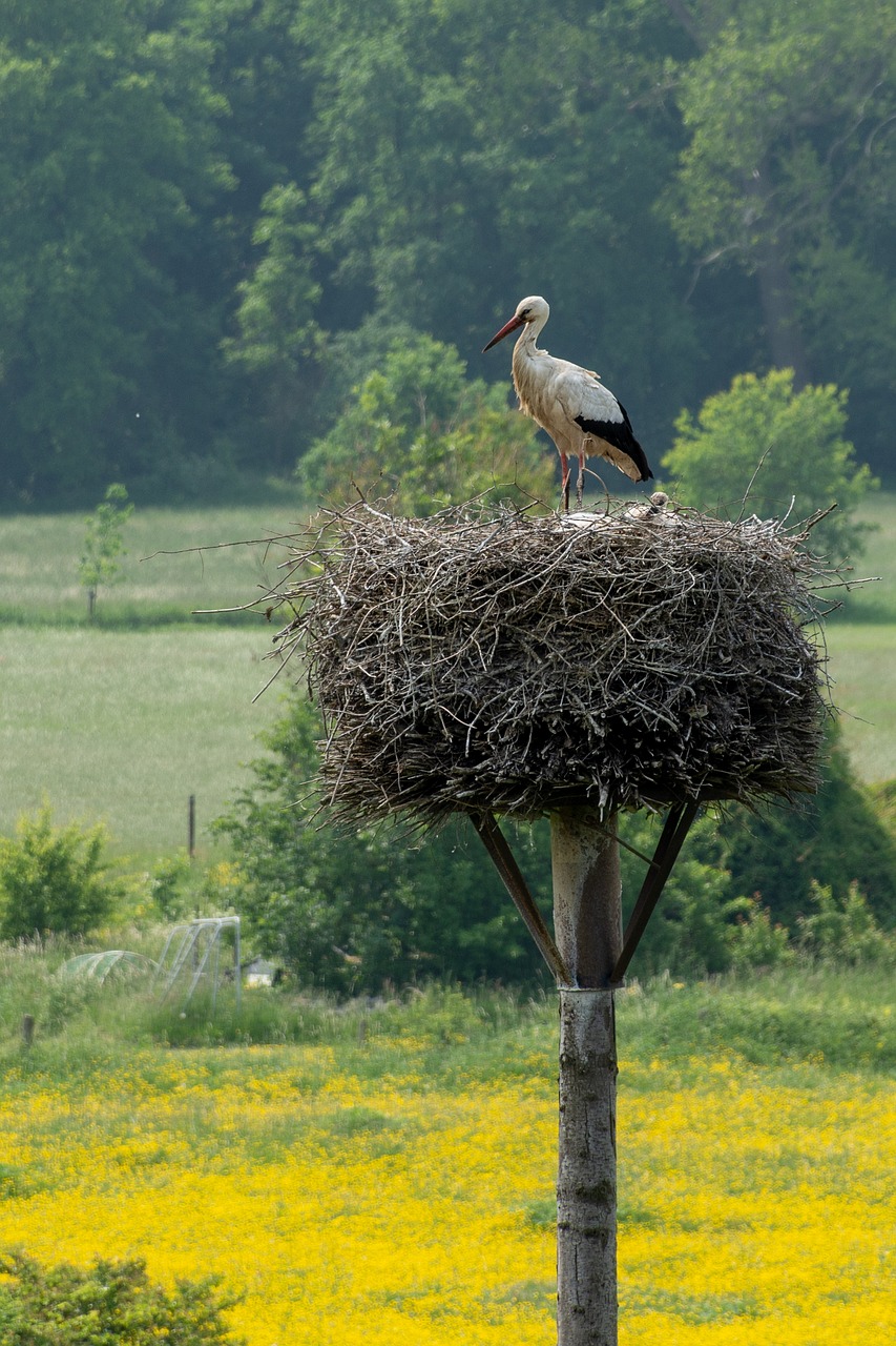 stork  nest  bird free photo