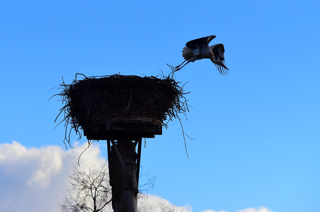 stork  bird  flying free photo