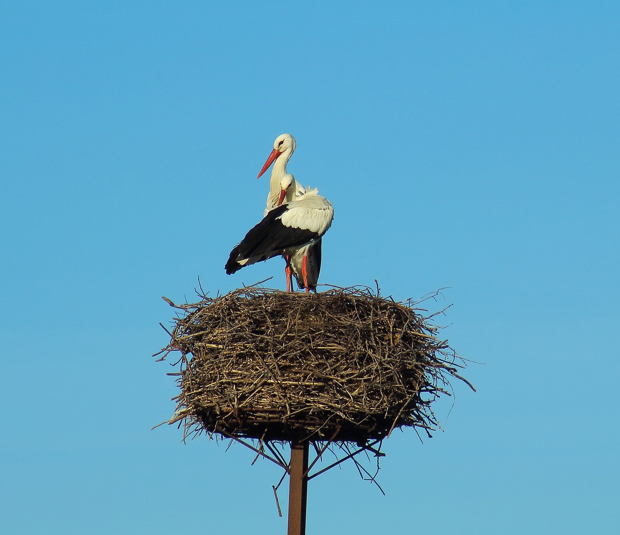 stork  nest  nature free photo