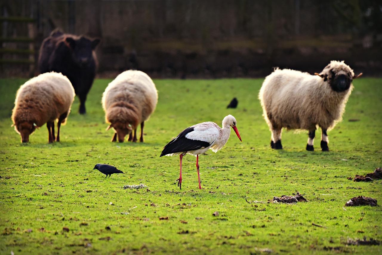 stork  bird  animal free photo