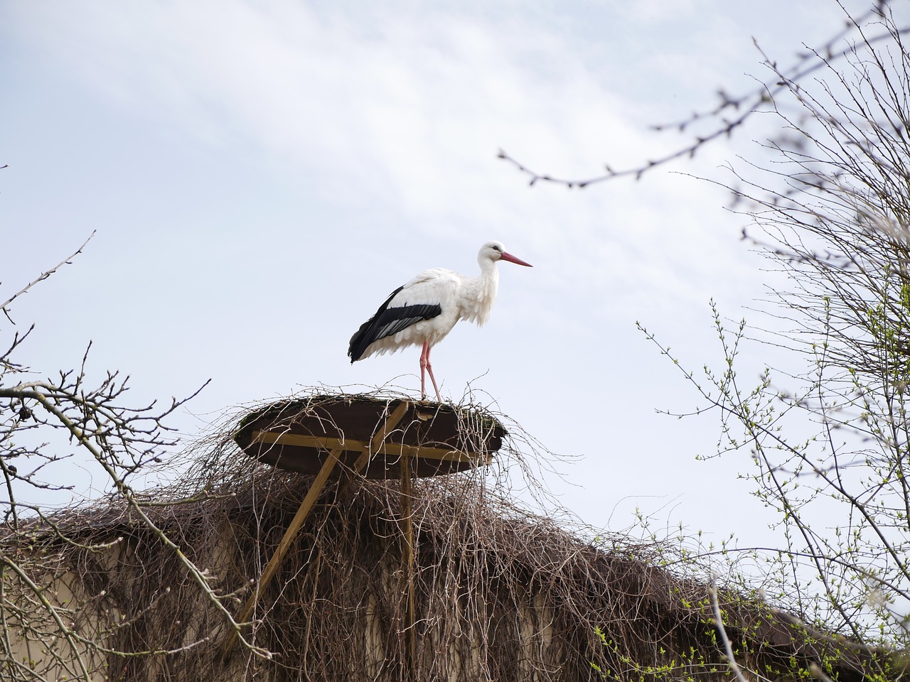 stork  nest  horst free photo