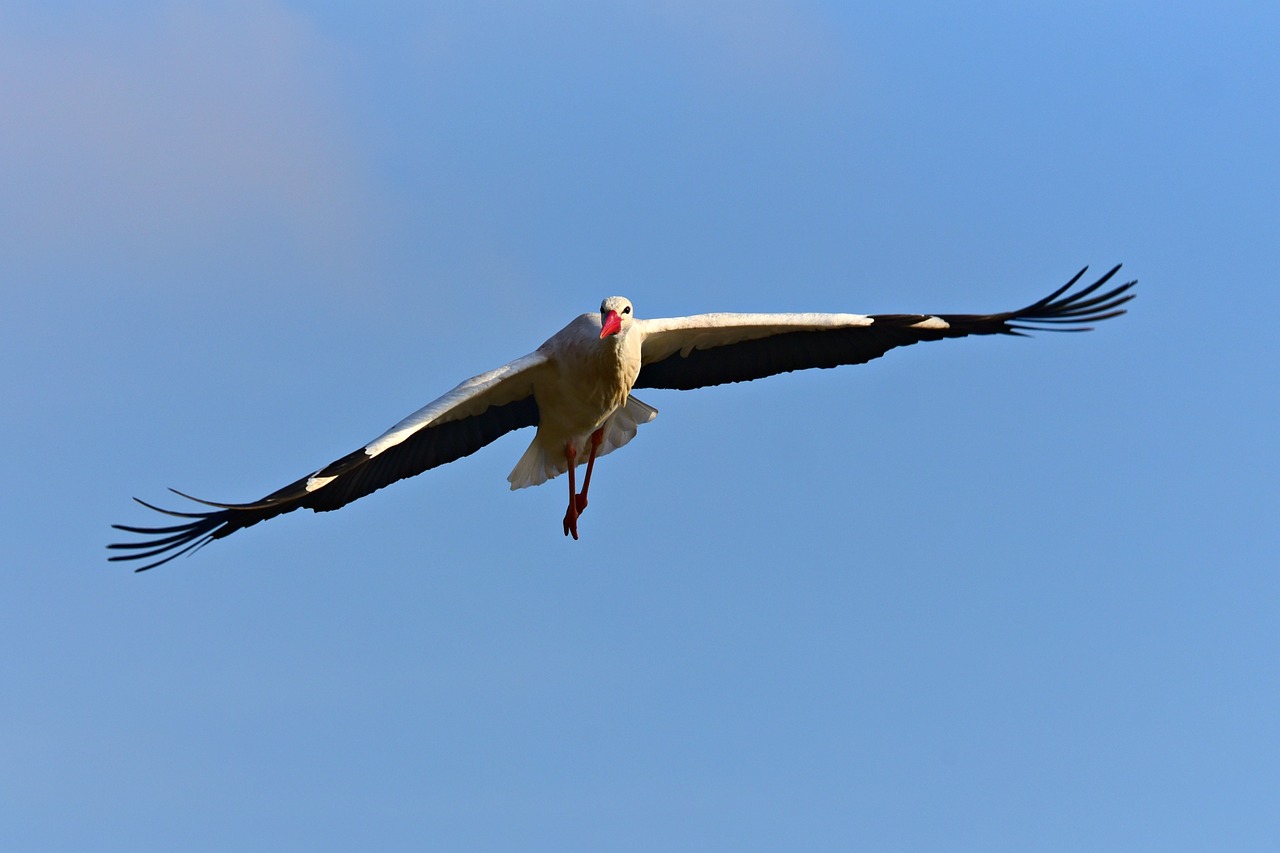 stork  wading bird  flight free photo