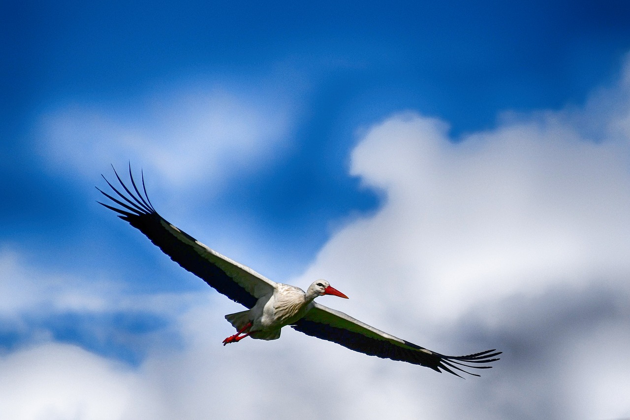 stork  flying  flight free photo