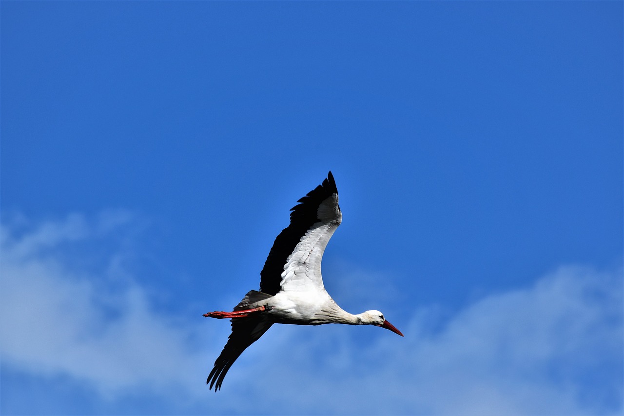 stork  flying  flight free photo