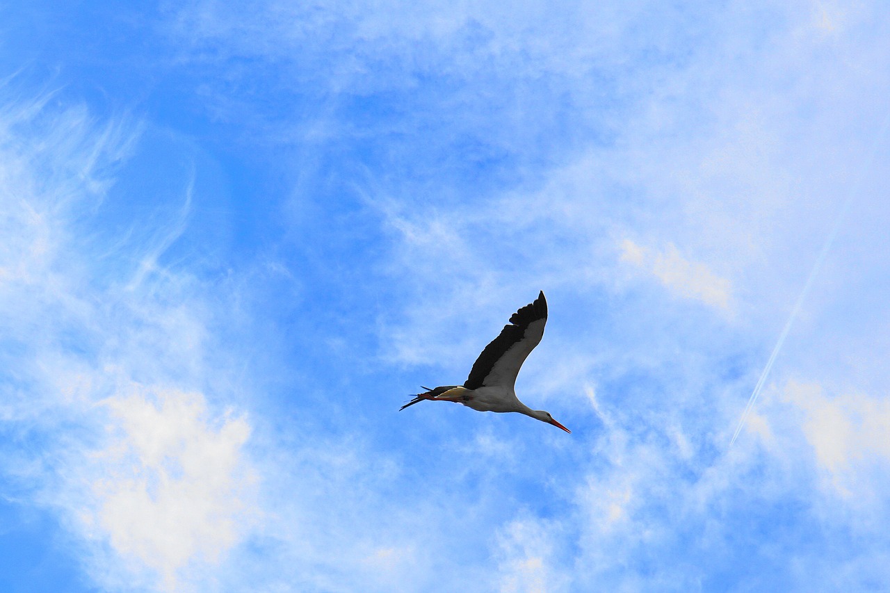 stork  bird  flying free photo