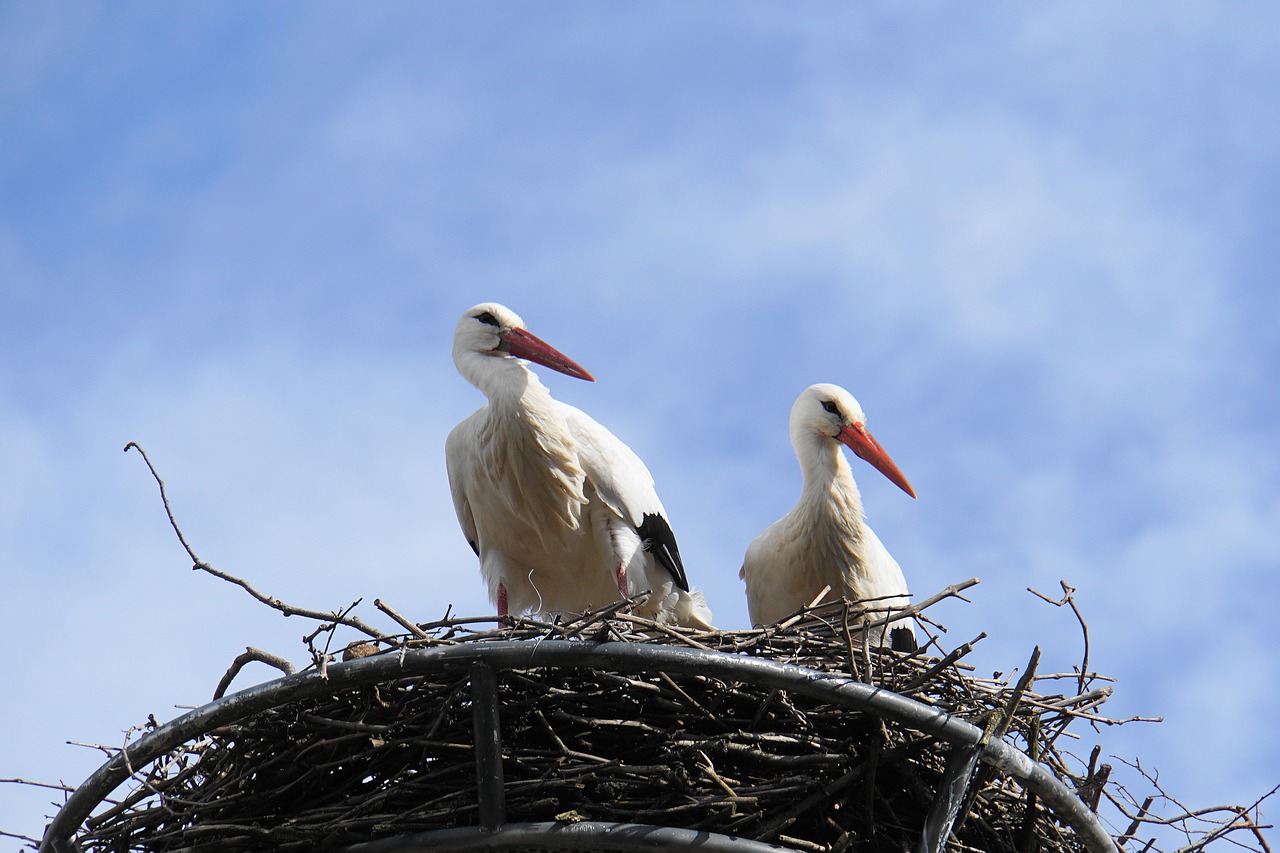 stork  nest  bird free photo