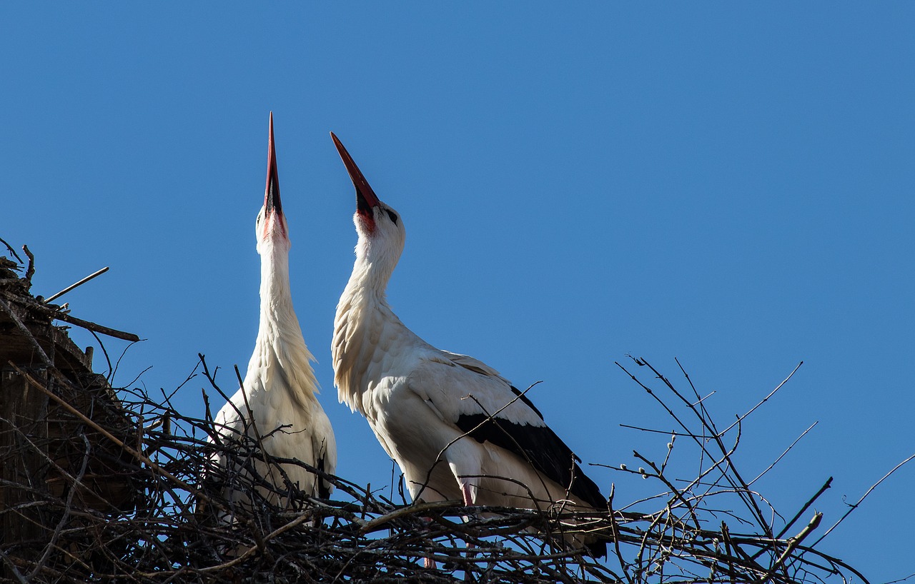 stork  storks  bird free photo