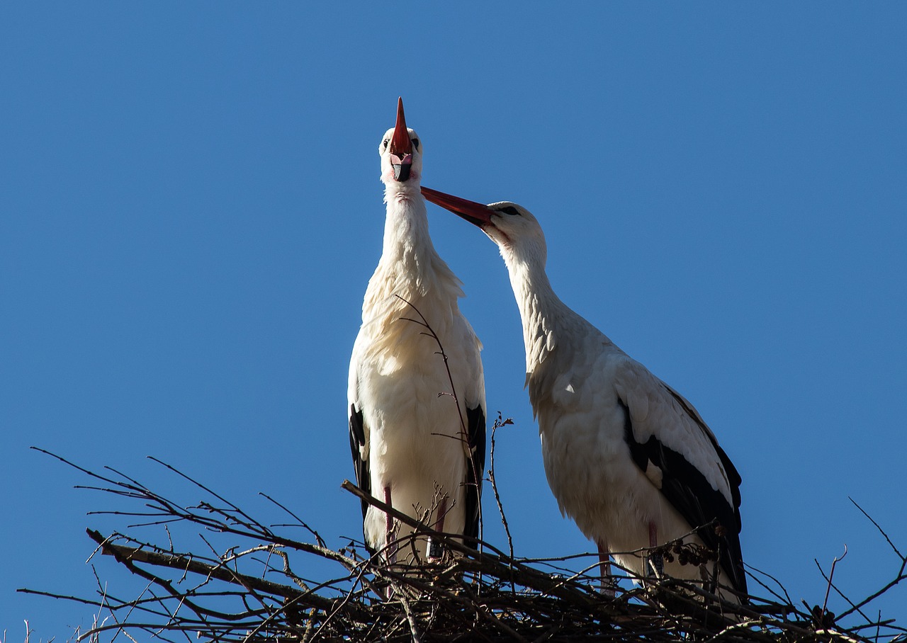 stork  storks  bird free photo