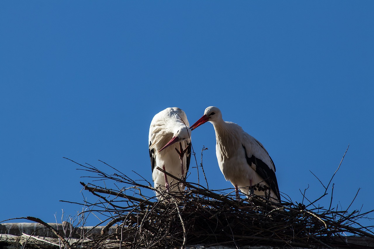 stork  storks  bird free photo