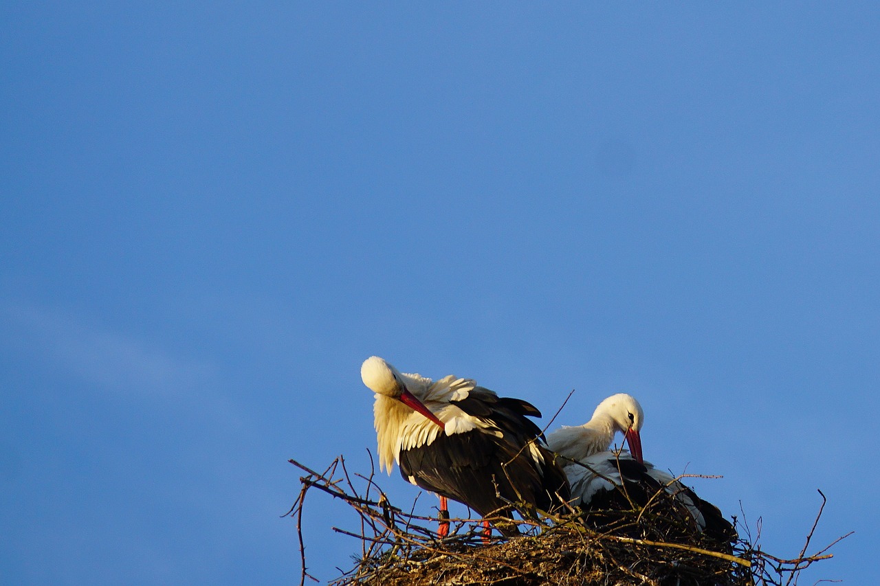 stork  nest  stork couple free photo