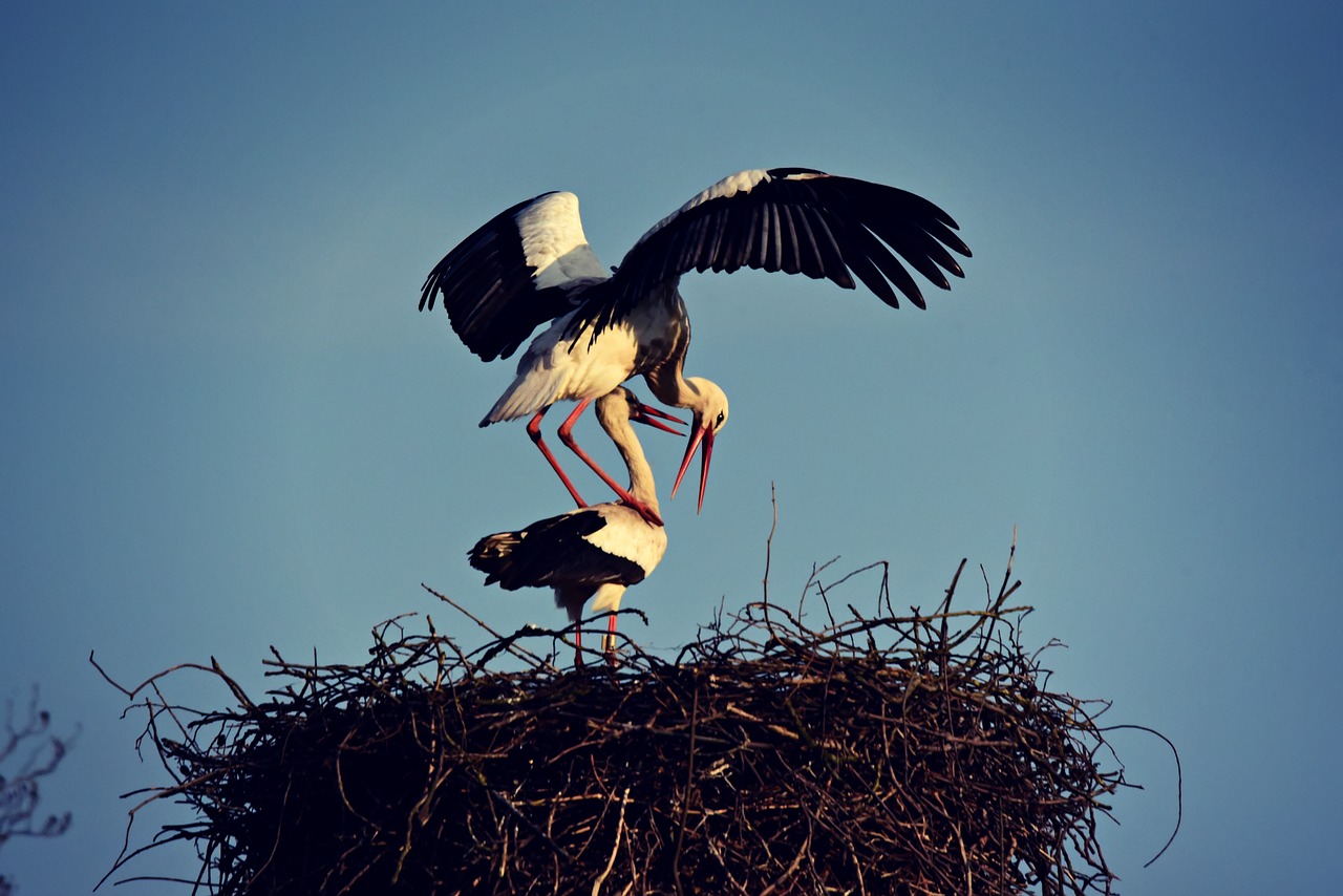 stork  bird  animal free photo