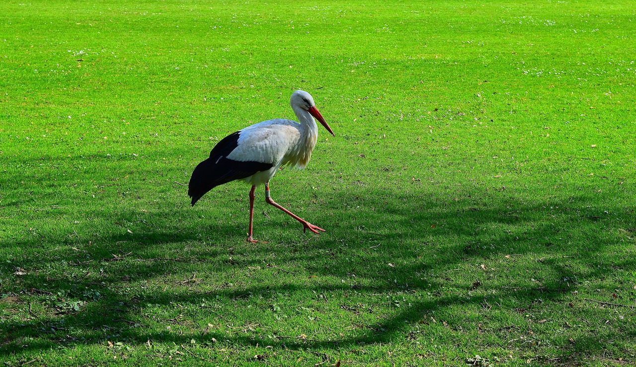 stork  animal  plumage free photo