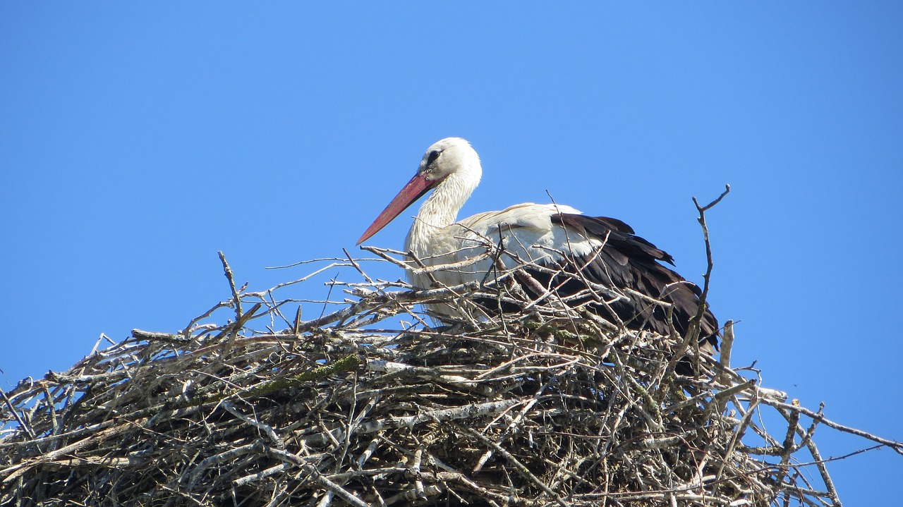 stork bird adebar free photo
