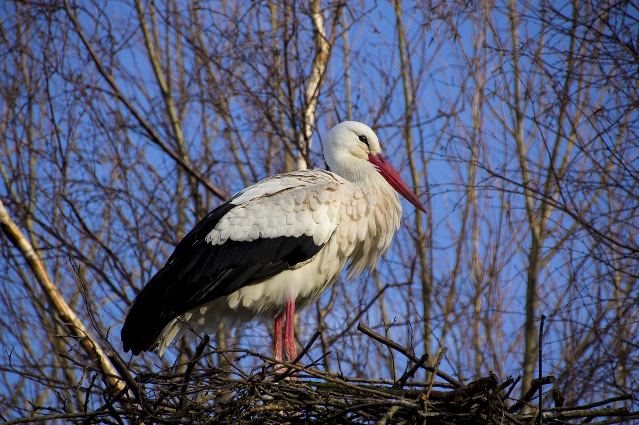 stork  nature  bird free photo