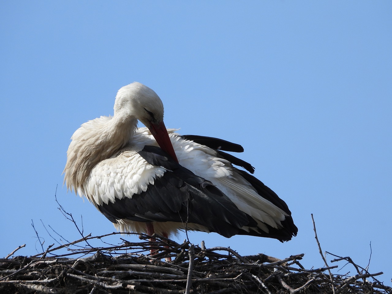 stork  socket  spring free photo