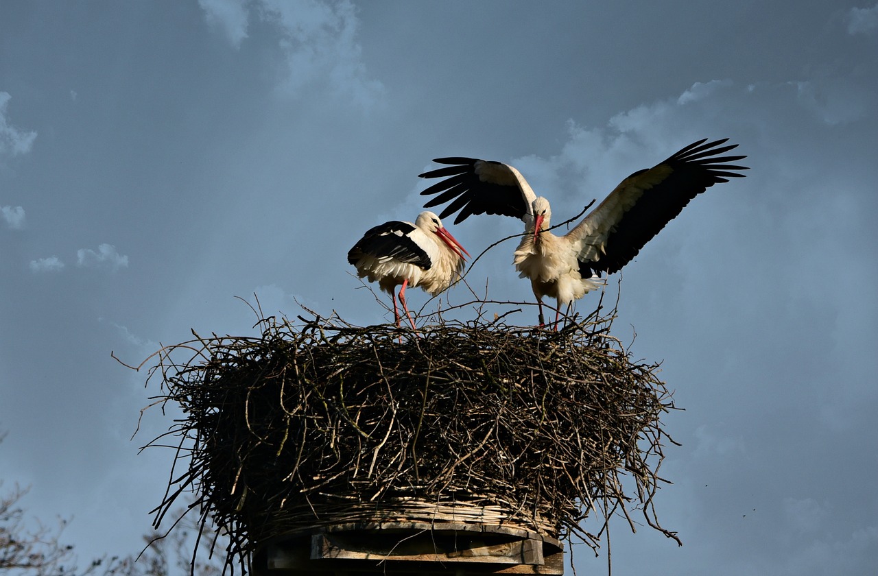 stork  bird  animal free photo