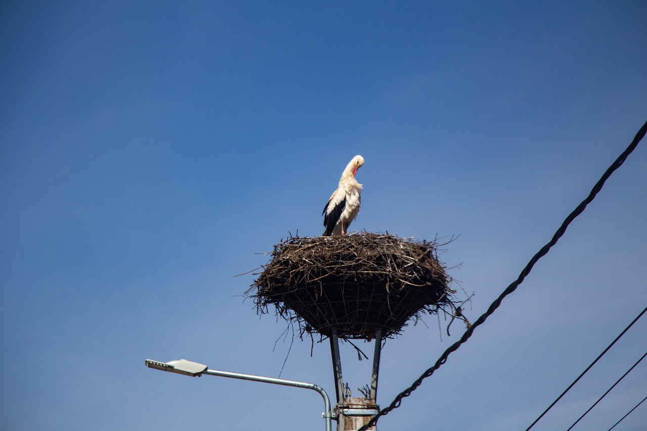 stork  bird  migratory bird free photo