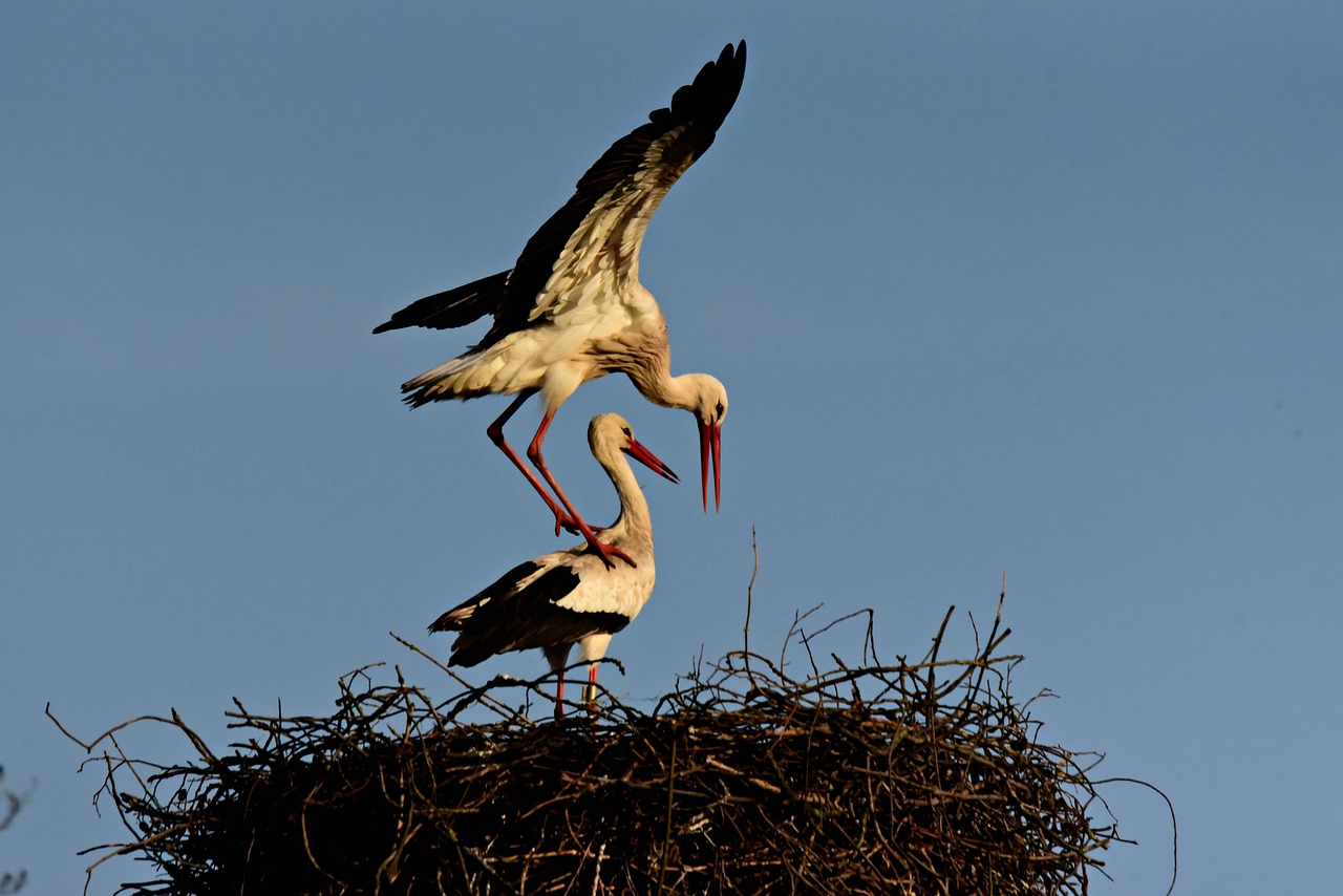 stork  bird  animal free photo