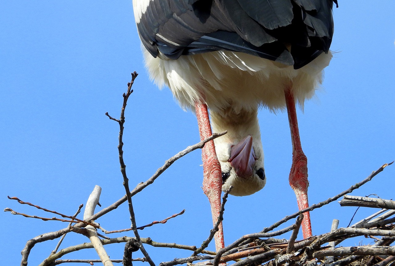stork  bird  socket free photo