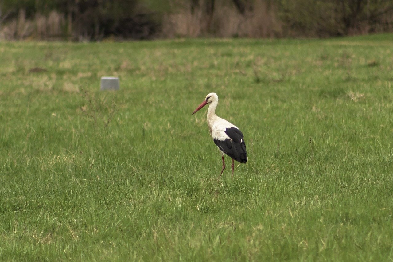 stork  white stork  freshman free photo