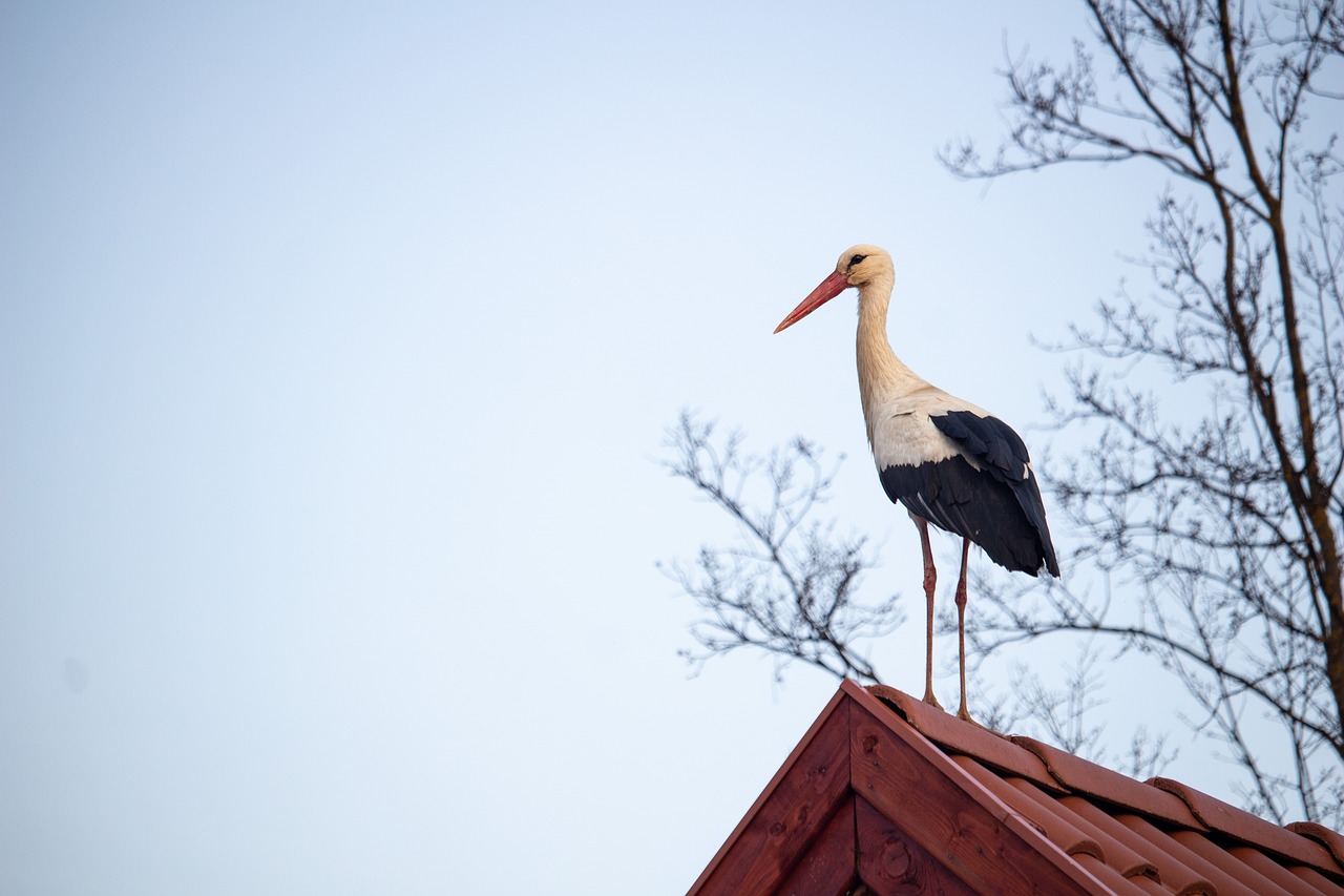 stork  bird  migratory bird free photo