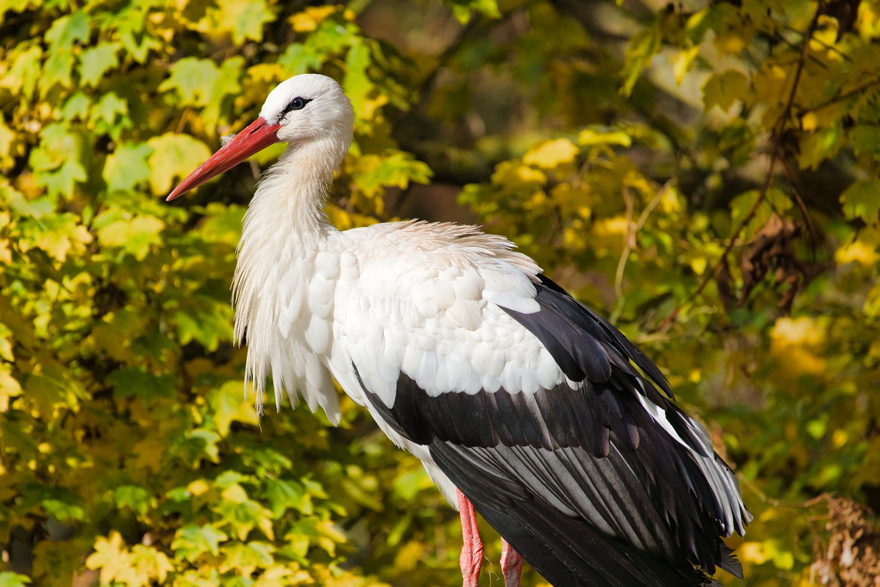 stork  autumn  nature free photo