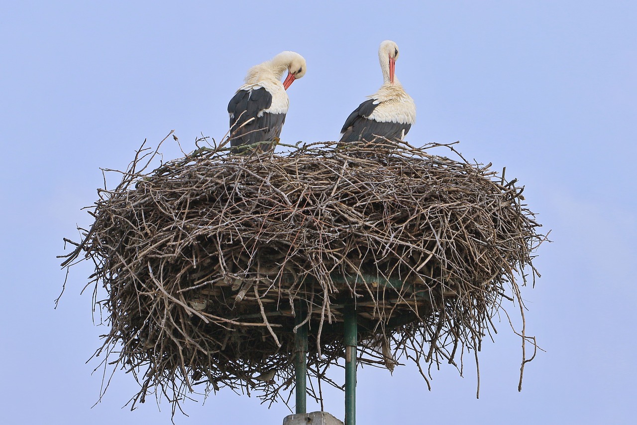 stork  bird  nest free photo