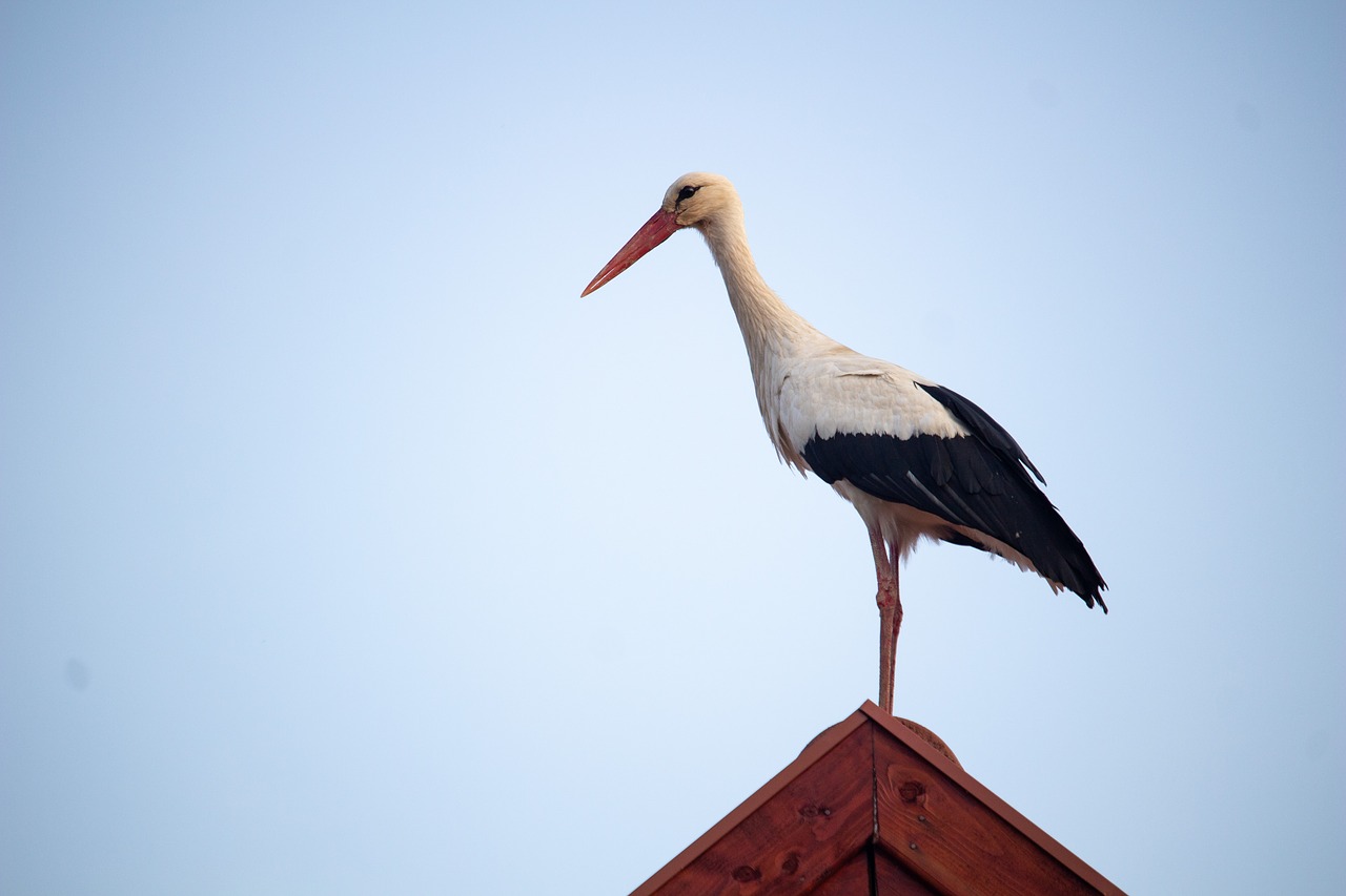 stork  bird  migratory bird free photo