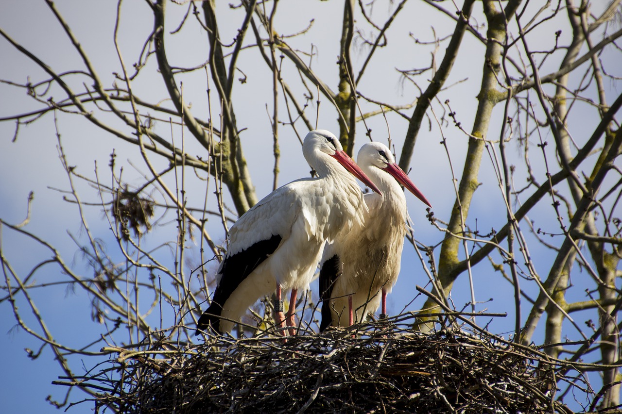 stork  bird  animal free photo