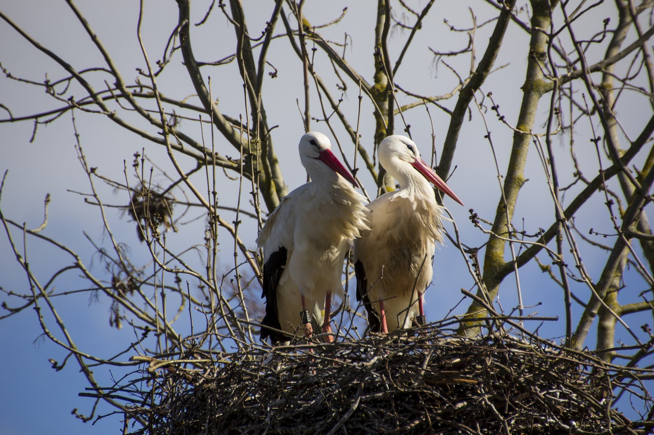 stork  bird  animal free photo