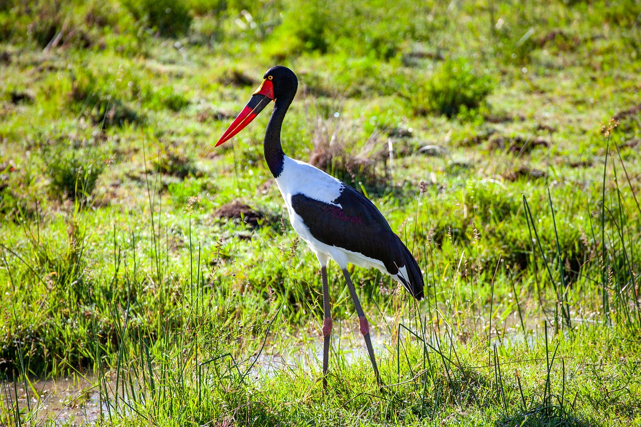 stork  grass  kenya free photo