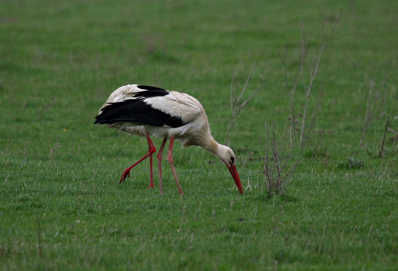 stork  birds  camp free photo