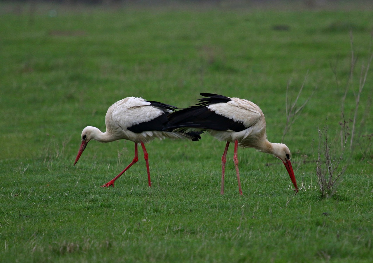 stork  pair  birds free photo