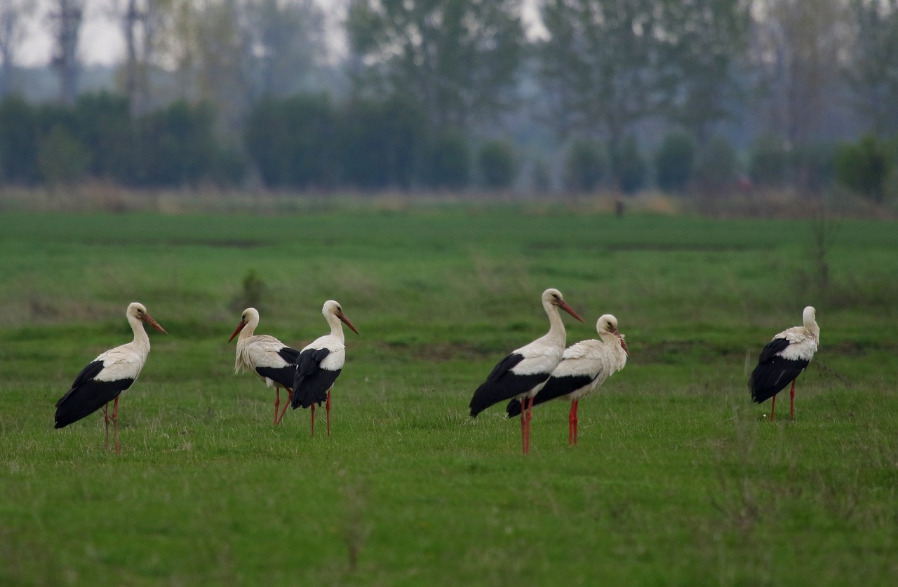 stork  stol  birds free photo