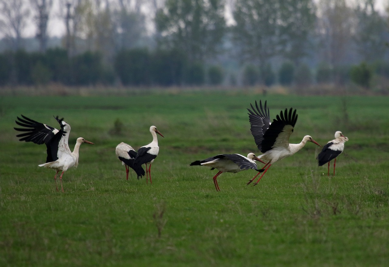 stork  stol  birds free photo