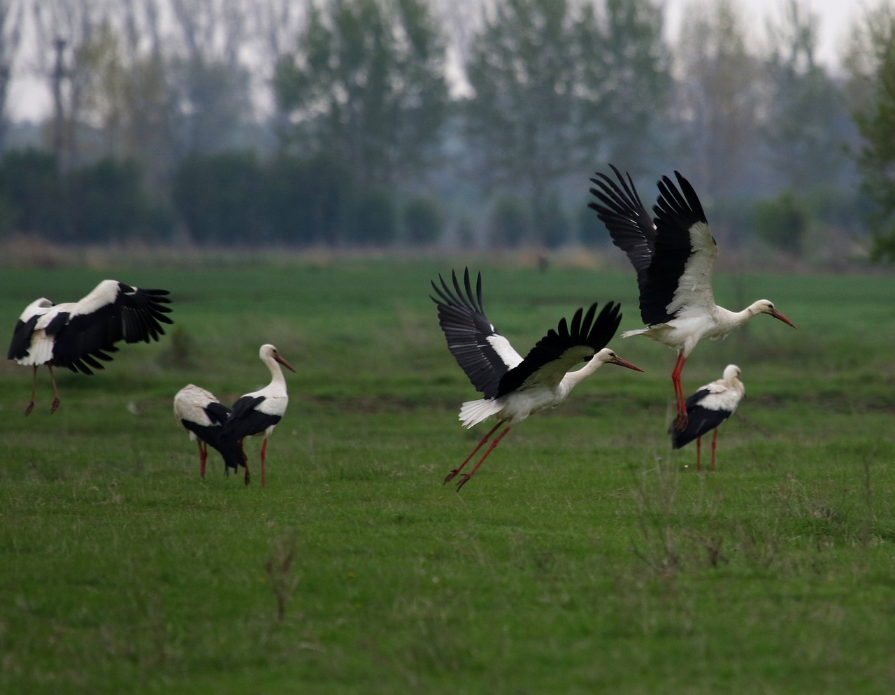 stork  stol  birds free photo